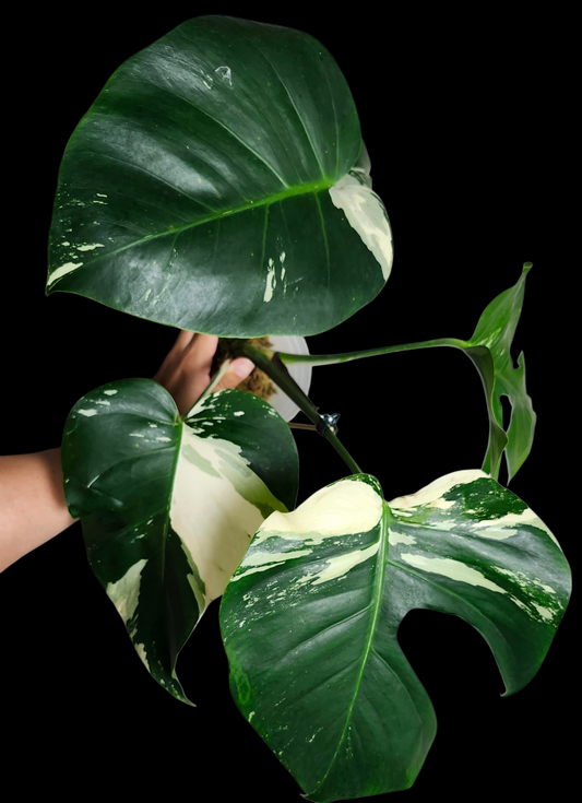 Monstera Mint- Reserved Danielle Schweitzer