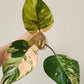 Red Congo Dwarf, Pink princess tricolor +5% pay in 4 - Reserved Megan Leigh Johns.