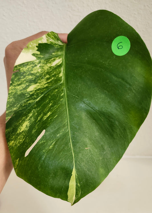 Monstera Aurea #6 & Monstera AU47- Reserved Danielle Alger