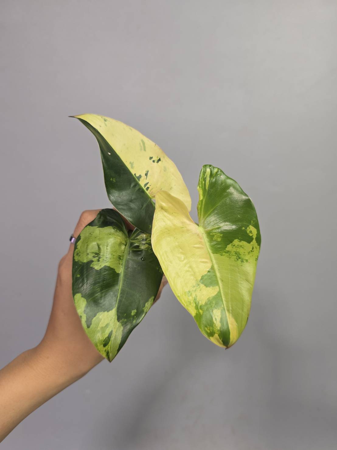 Philodendron ilsemanii reserved for Niwde Gniragag