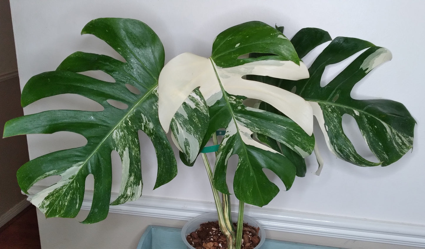 Monstera Albo #1