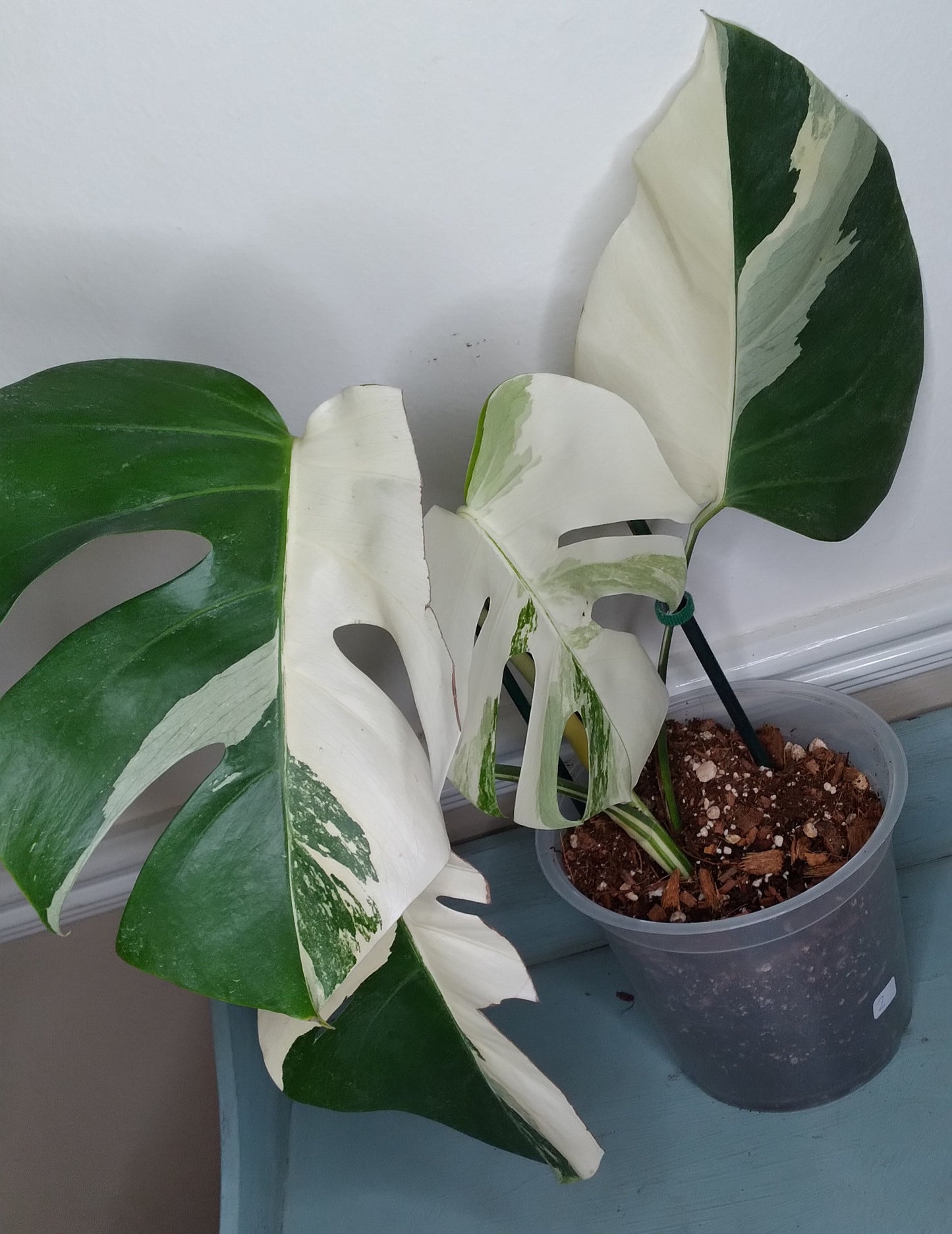 Monstera Albo #2