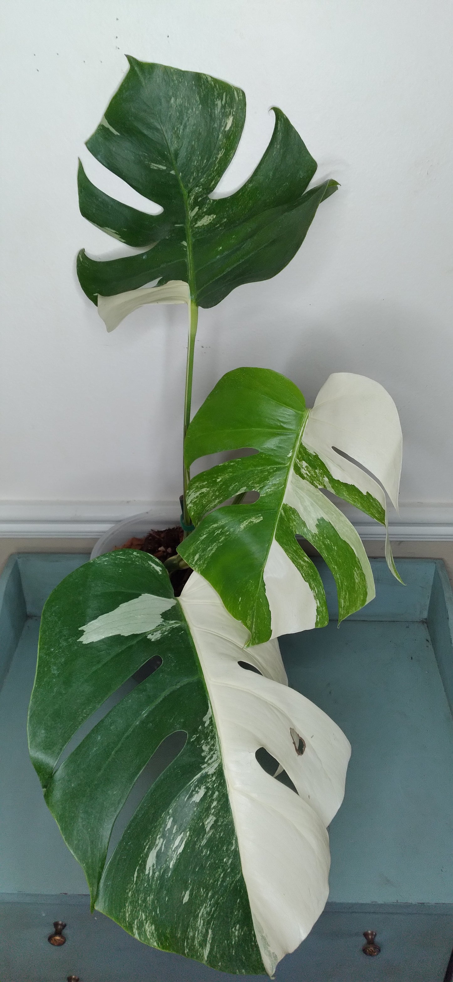 Monstera Albo #3