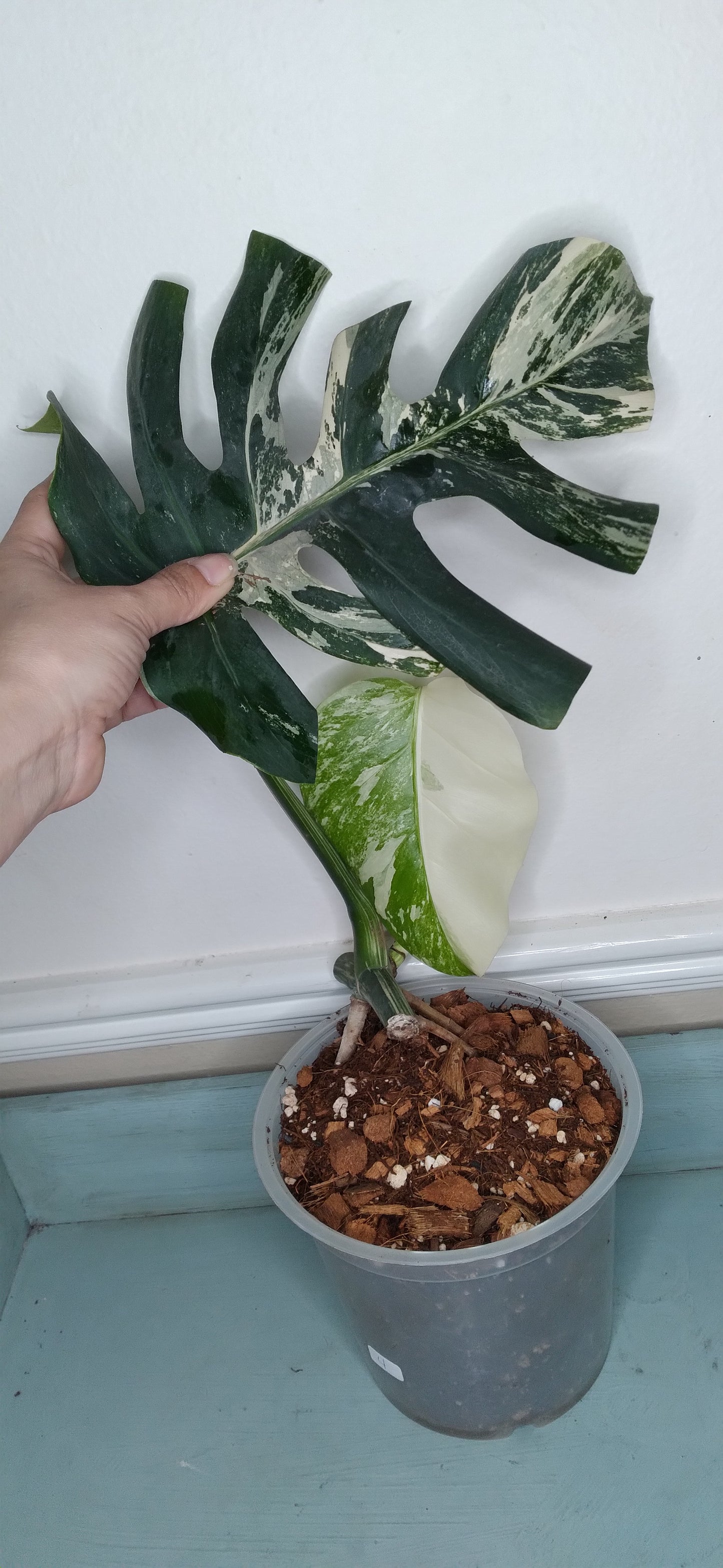 Monstera Albo #4