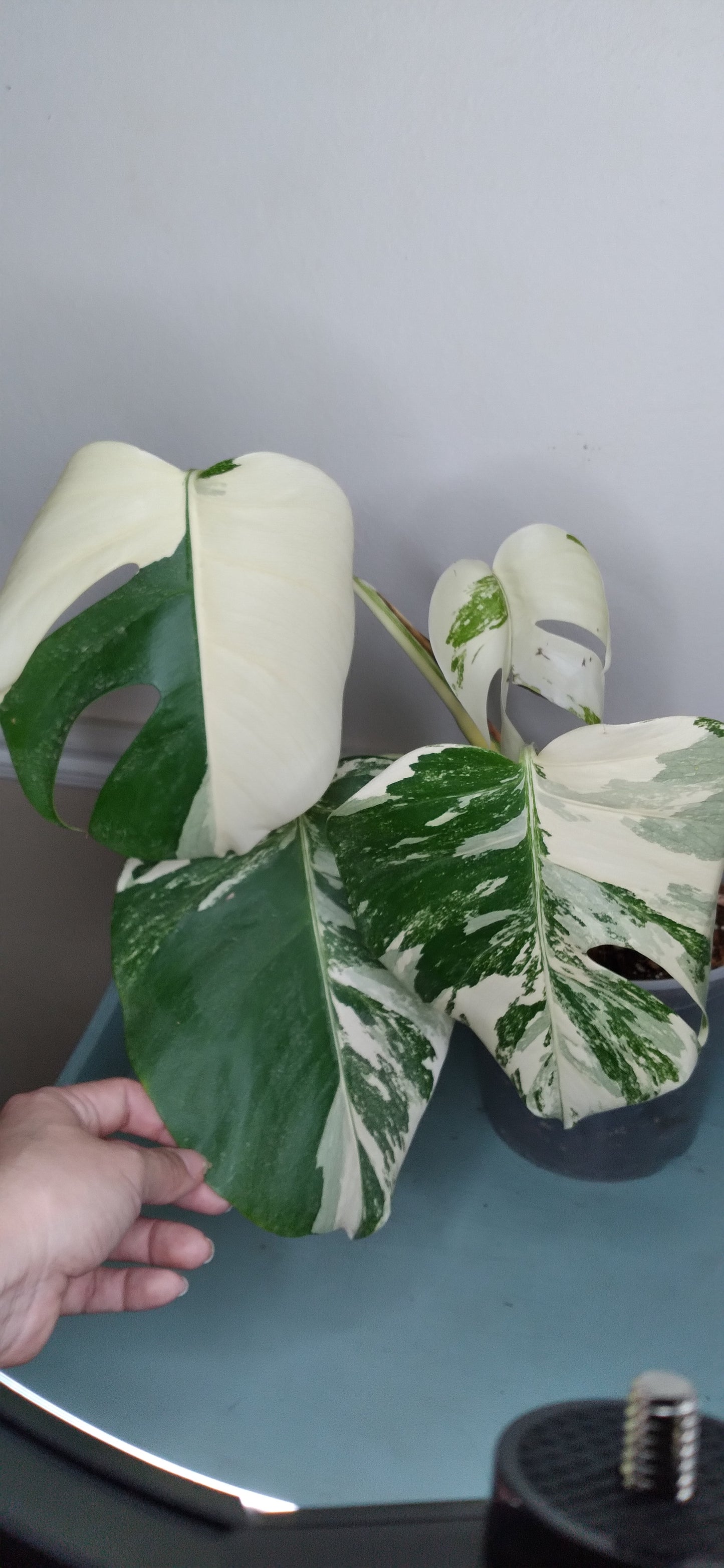 Monstera Albo #5