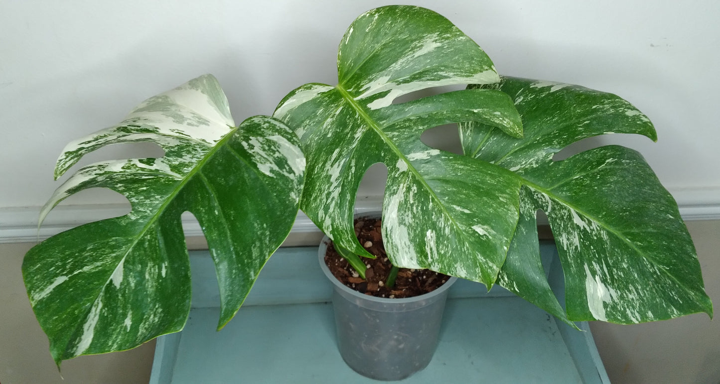 Monstera Albo #6