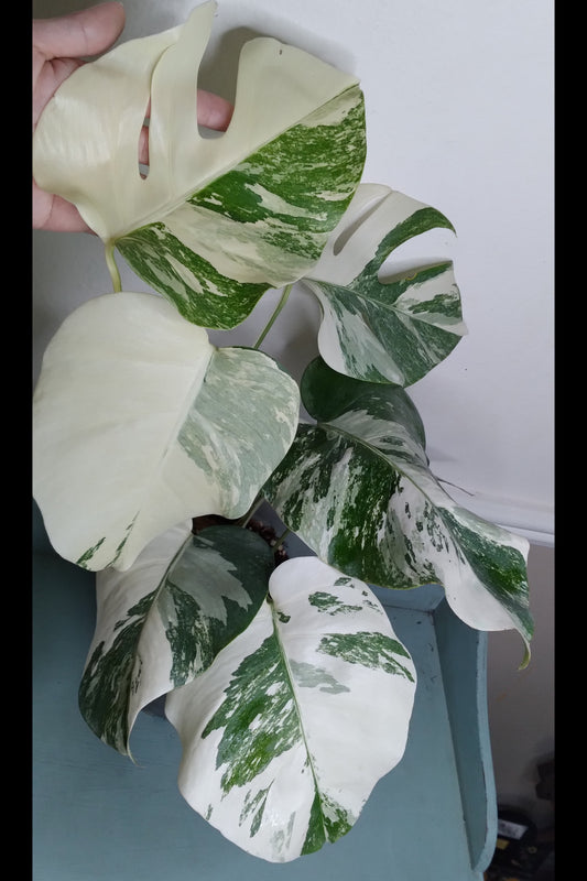 Monstera Albo #7