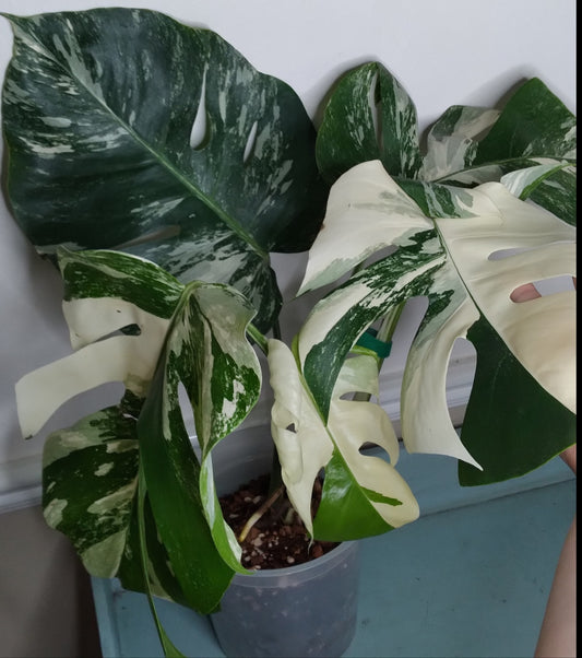 Monstera Albo #8