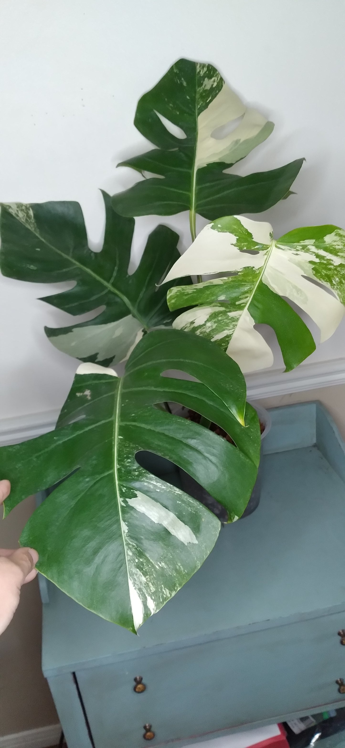 Monstera Albo #9