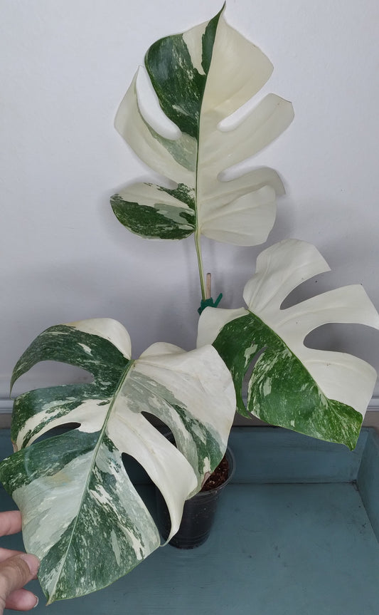 Monstera Albo #11