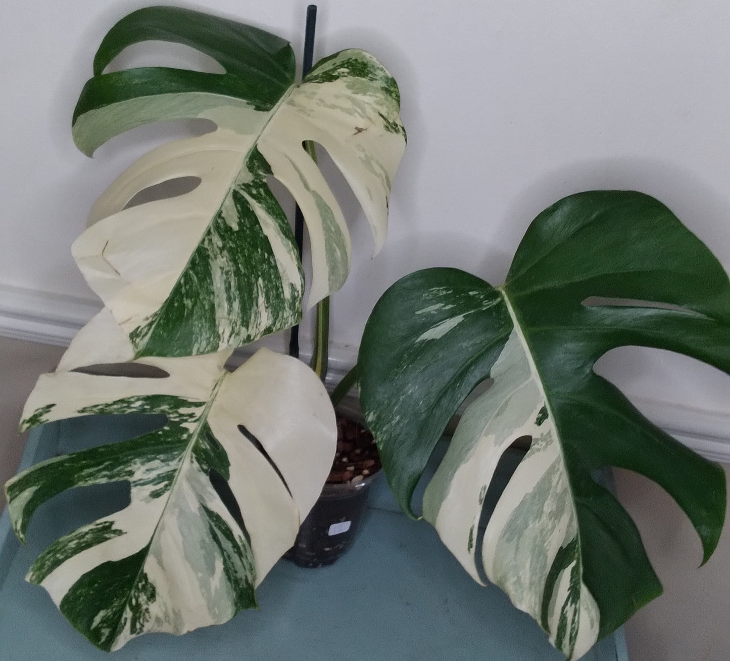 Monstera Albo #12