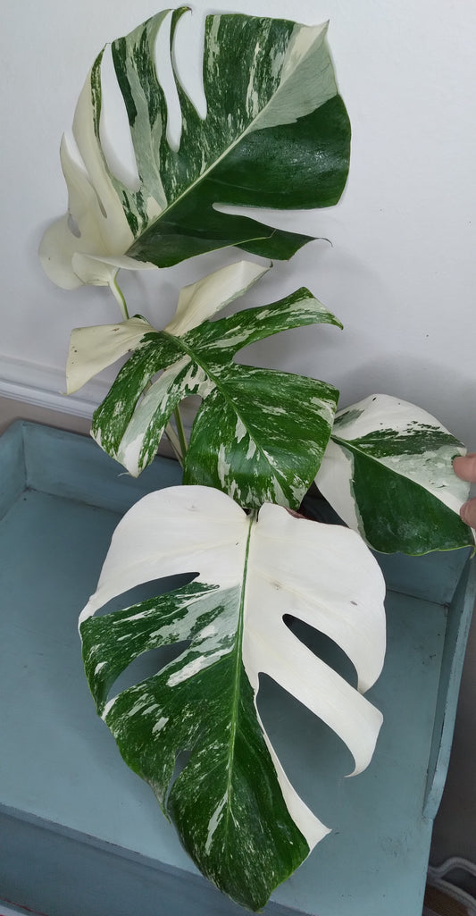 Monstera Albo #13