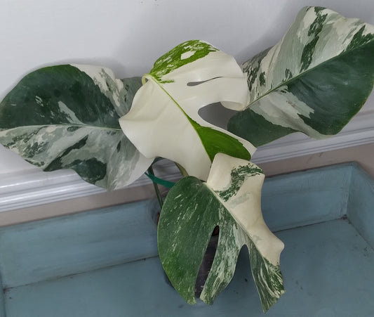 Monstera Albo #14