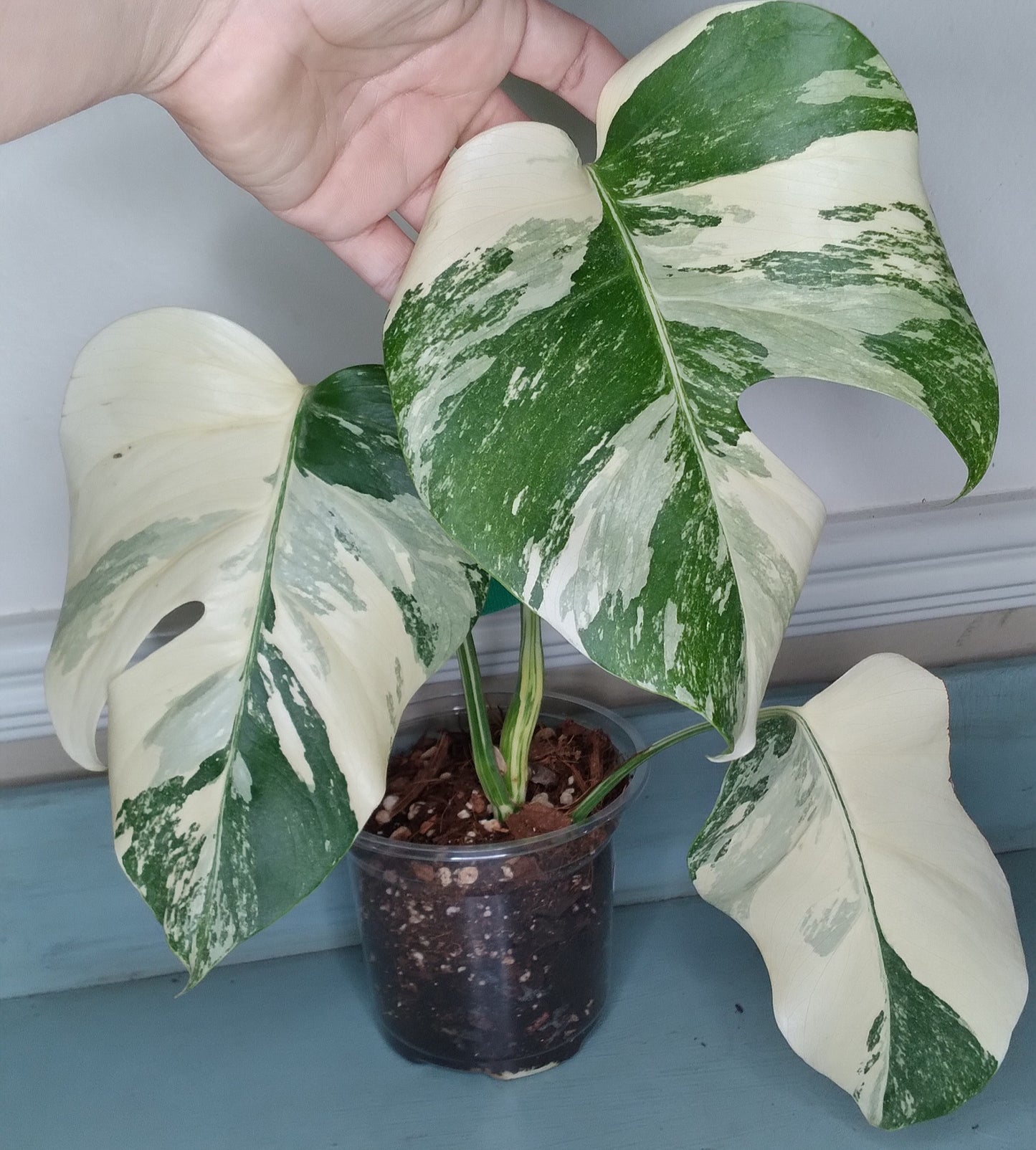 Monstera Albo #15