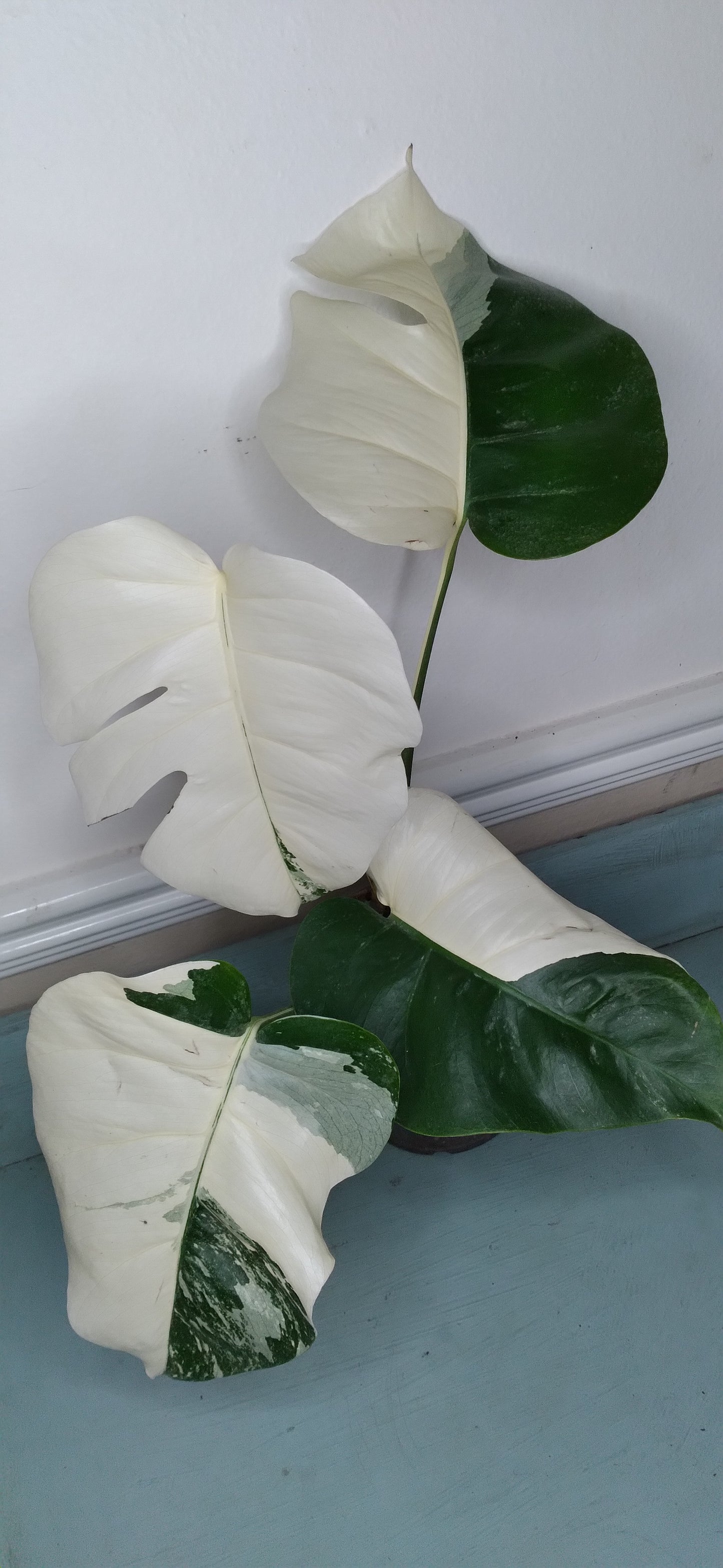 Monstera Albo #17