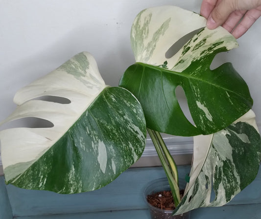 Monstera Albo #18