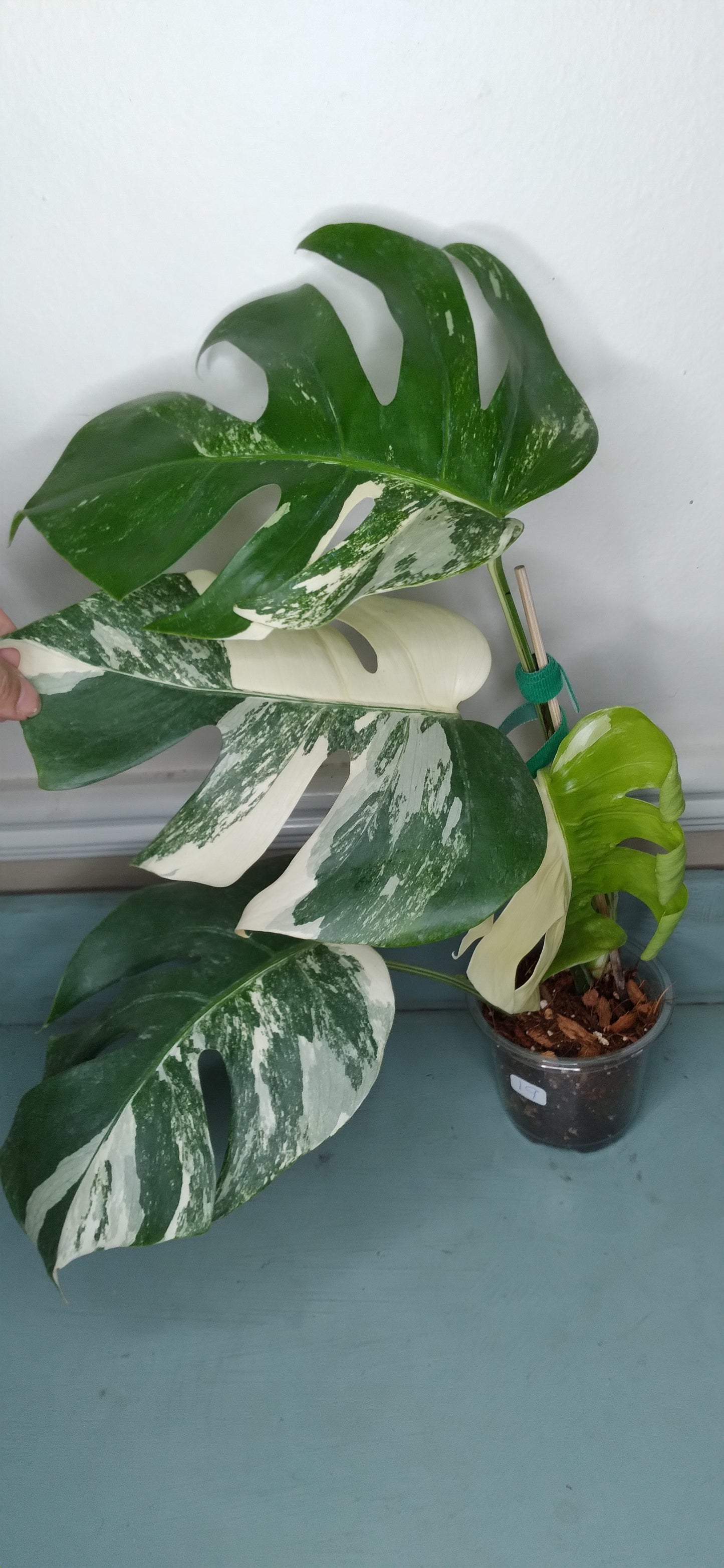 Monstera Albo #19