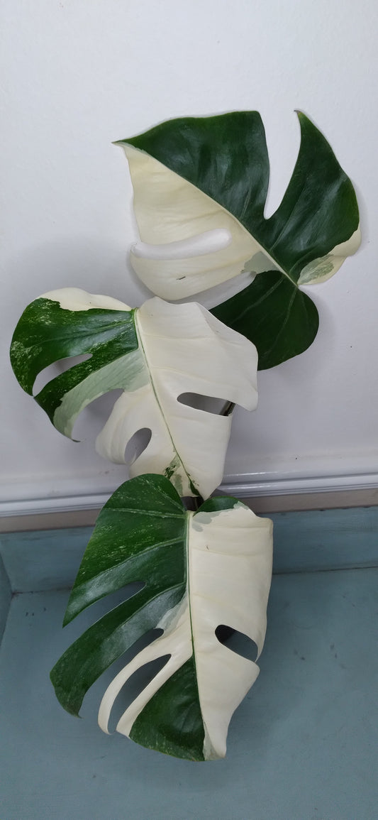 Monstera Albo #20