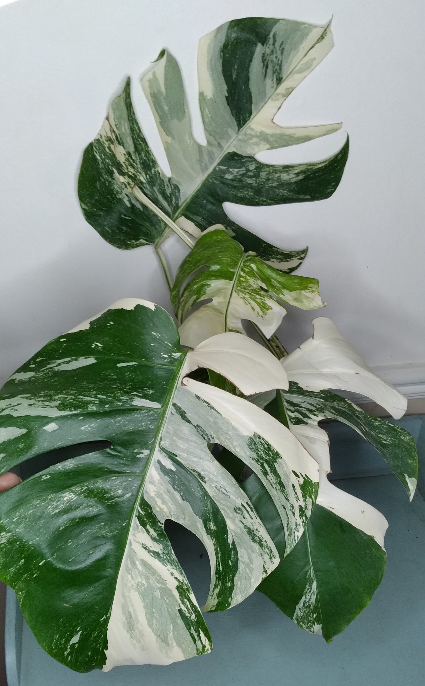 Monstera Albo #21