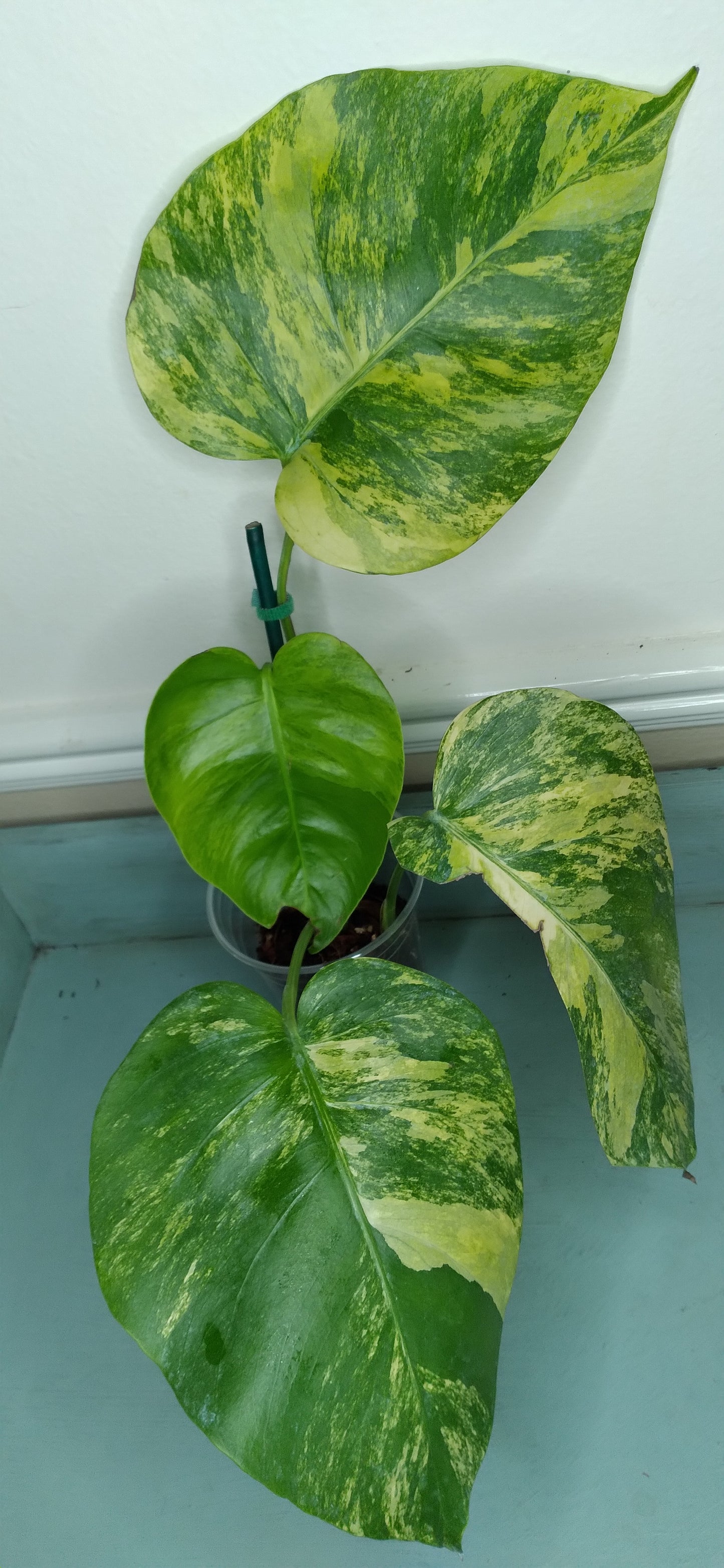 Monstera Aurea #22