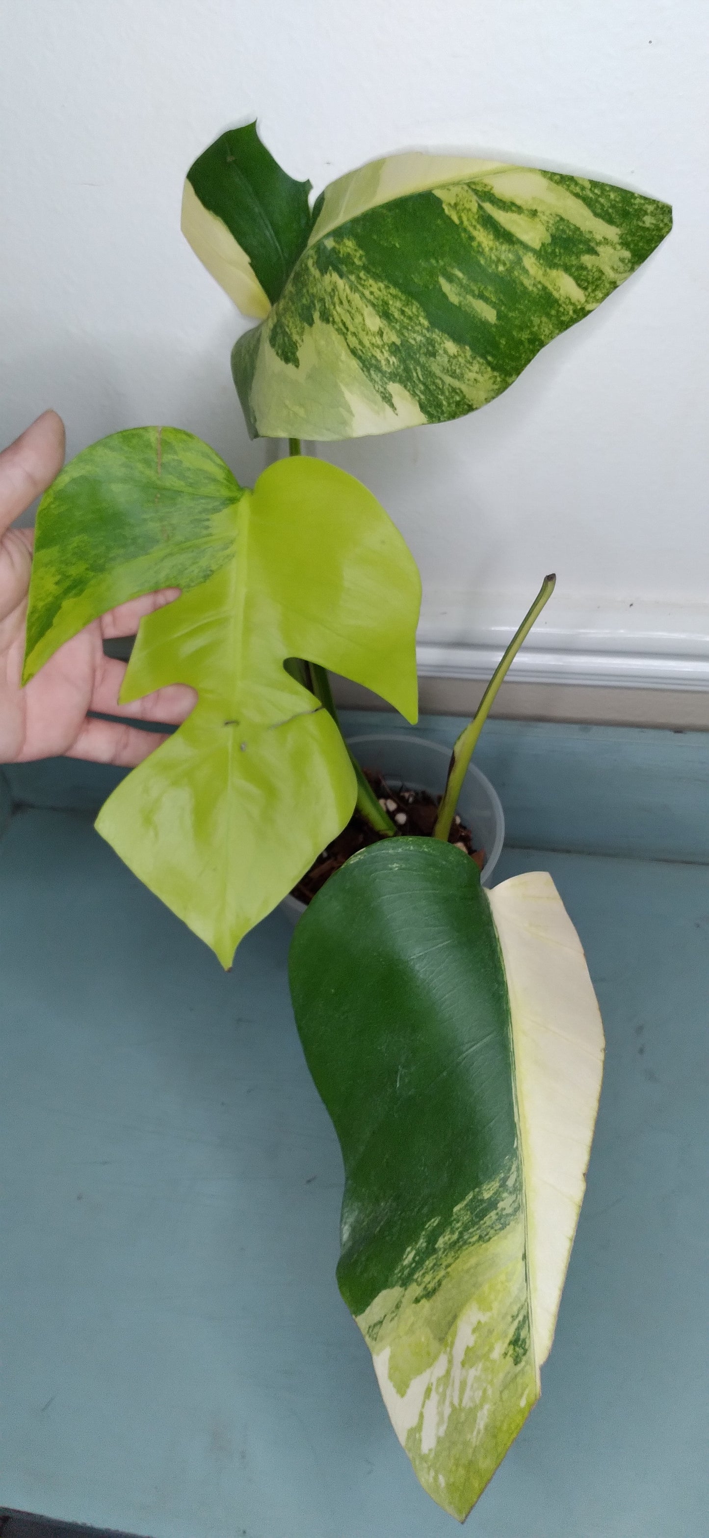 Monstera Aurea #23