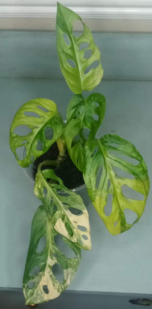 Nikki Rhoden Adansonii Aurea 6 leaf