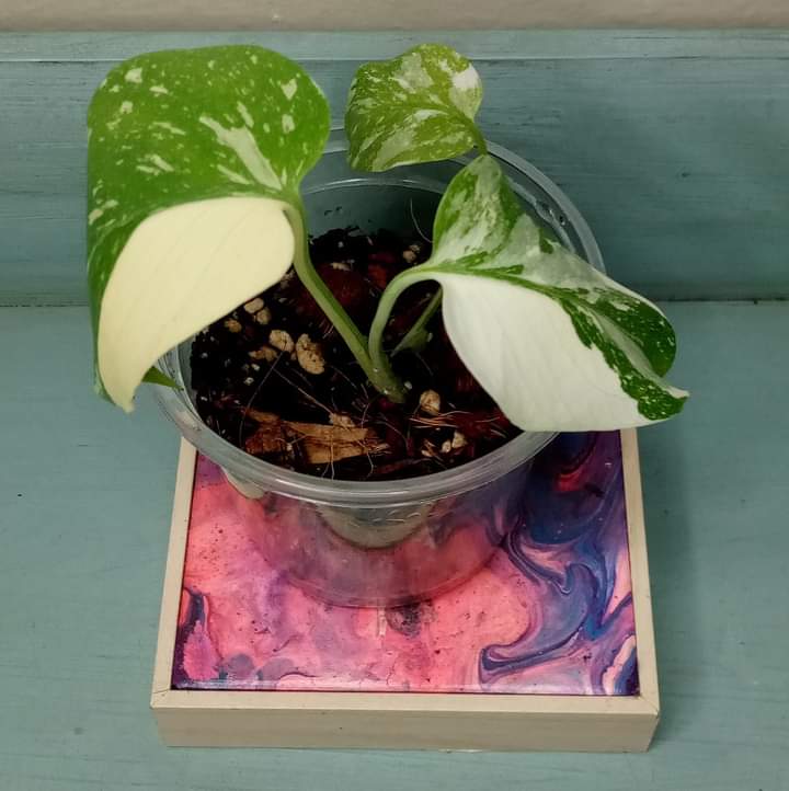 Zariya Evans Thai Con Starter