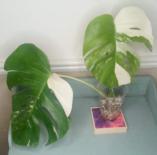 Monstera Albo