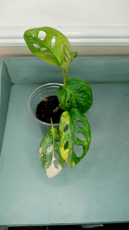 Mary Sweeney Adansonii Aurea