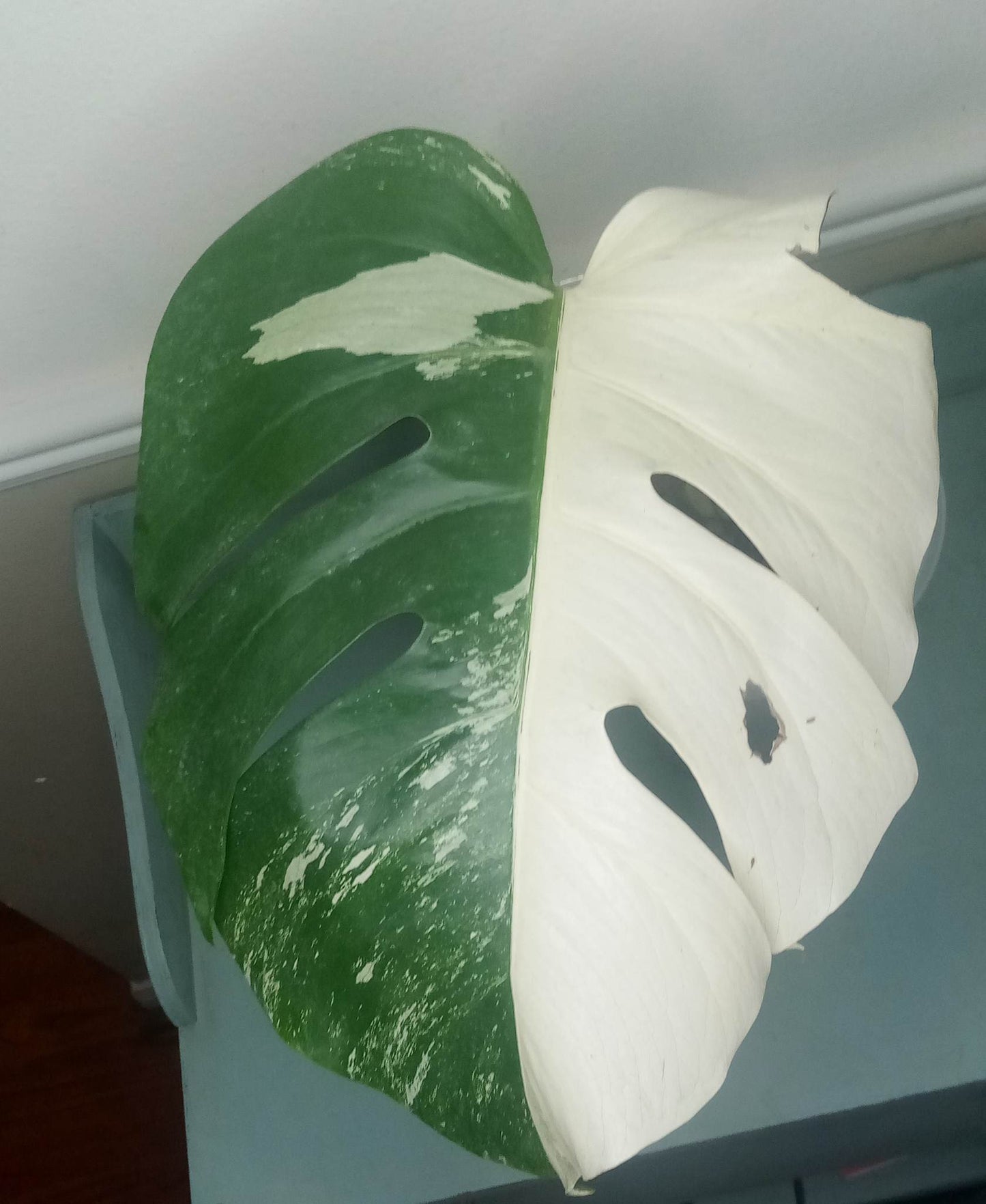 Yrrech Saiborret Single leaf Albo