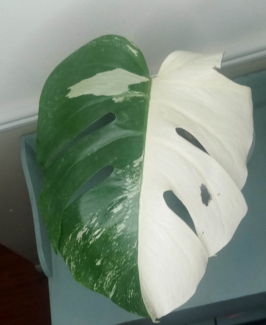 Yrrech Saiborret Single leaf Albo